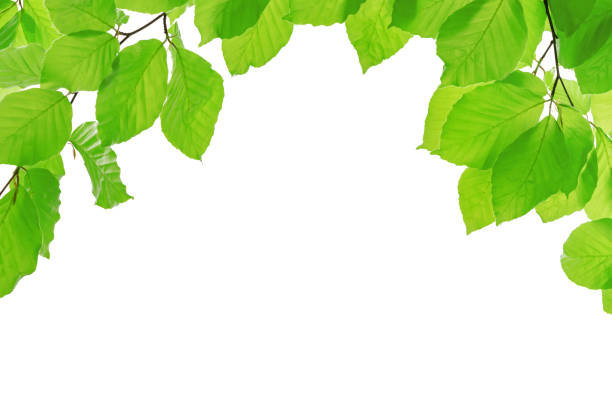 istock Fresh green leaves of beech 1227413872