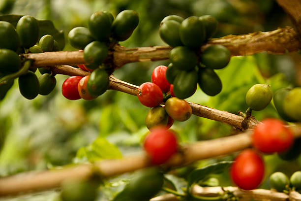 plantes de café mûr - coffee plant photos et images de collection