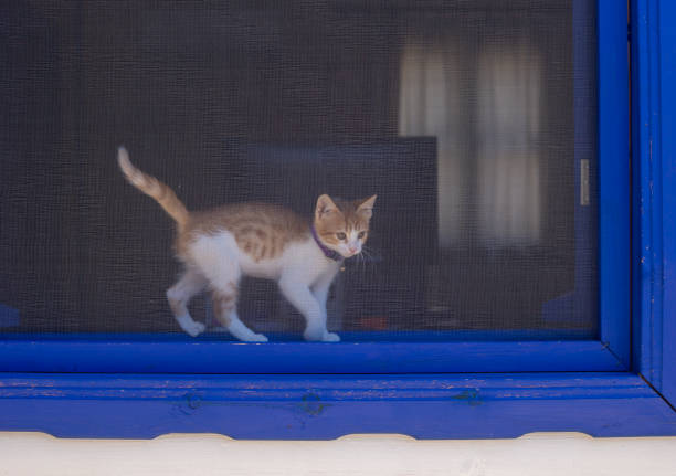 cat is boring. domestic cat. - animal black brown canine imagens e fotografias de stock