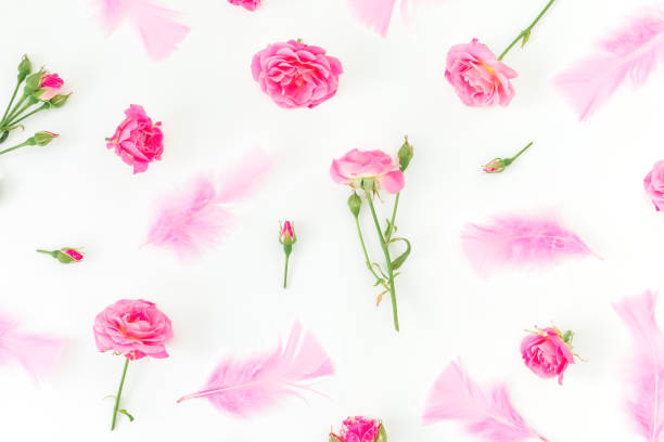 Pattern of pink roses with petals isolated on white background. Flat lay. Top view