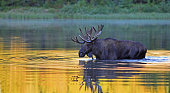 Elk with big horns in the water