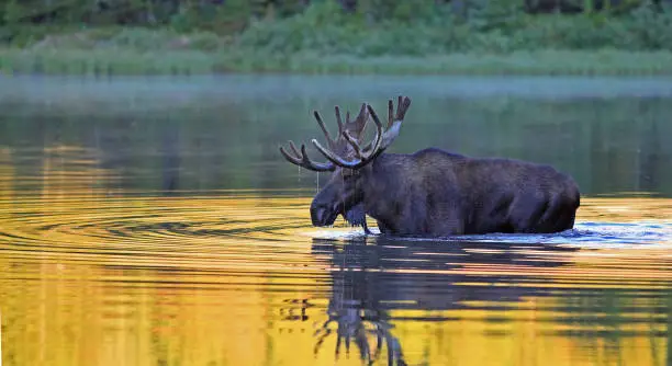 Elk with big horns in the water