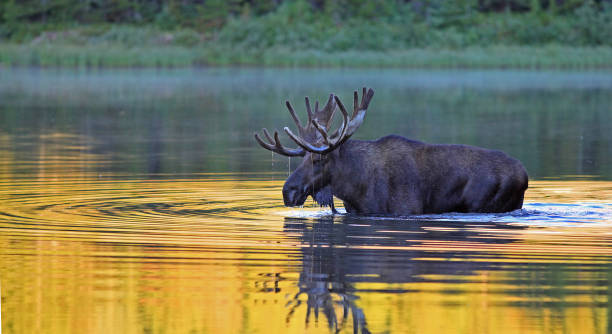 alces com chifres grandes na água - bull eye - fotografias e filmes do acervo