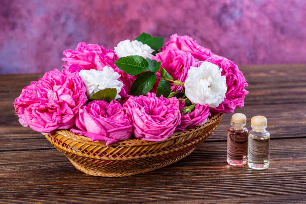 Pink Damask Rose flowers (Rosa damascena) Pink and white Damask roses in basket with vials of rose essence rose valley stock pictures, royalty-free photos & images
