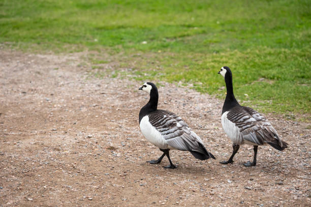 Pair of barnacle goose (Branta leucopsis) walk along the park paths in the center of Helsinki