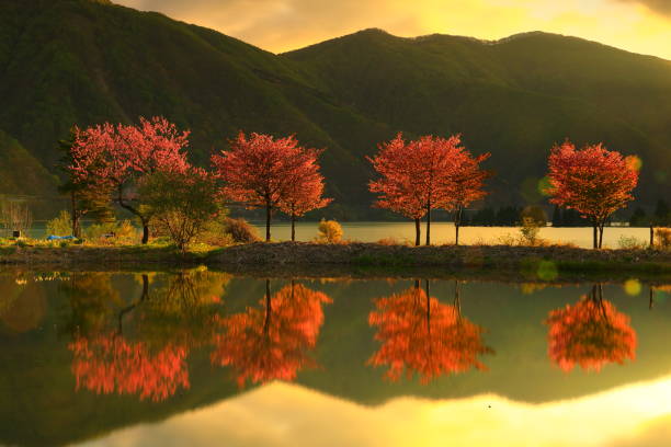 istock Cherry blossoms in the morning glow 1227416267