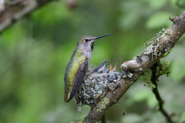 istock Annas hummingbird nest 1227417069