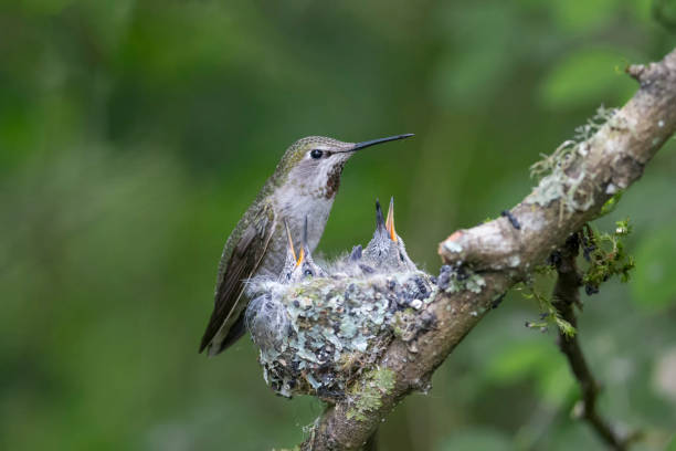 istock Annas hummingbird nest 1227417096