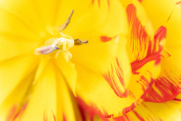 Soft selective focus. Blurred beautiful petal. Beautiful Macro of Red Tulip. Beautiful vivid macro of red tulip pistil and stame