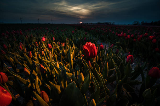 istock Lightened Red tulip in the evening light during sunset 1227417483