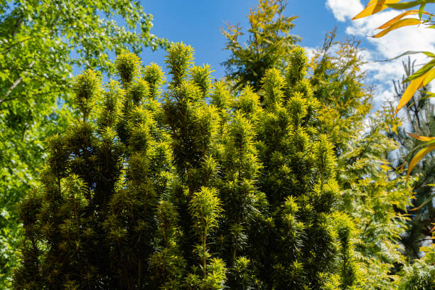Yew Taxus baccata Fastigiata Aurea (English yew, European yew). New bright green with yellow stripes of foliage against blue sky. Evergreen landscaped garden.Selective focus. Nature concept for design Yew Taxus baccata Fastigiata Aurea (English yew, European yew). New bright green with yellow stripes of foliage against blue sky. Evergreen landscaped garden.Selective focus. Nature concept for design taxus baccata fastigiata stock pictures, royalty-free photos & images