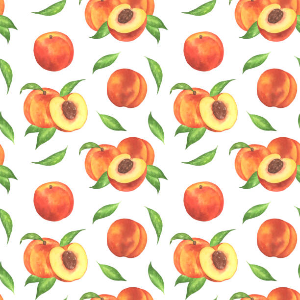 wzór składu brzoskwini - nectarine peach backgrounds white stock illustrations