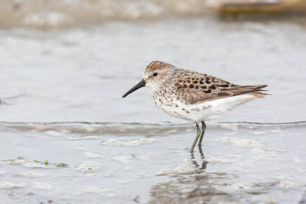 istock western sandpiper bird 1227419039