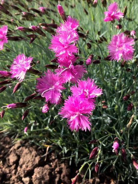istock A blossoming bush of pink carnations. 1227419108