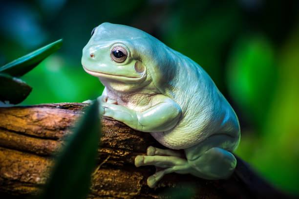 rana arbórea verde australiana ranoidea caerulea - whites tree frog fotografías e imágenes de stock