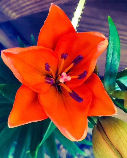 Orange Day Lilly in Bloom Flower hemerocallidoideae stock pictures, royalty-free photos & images
