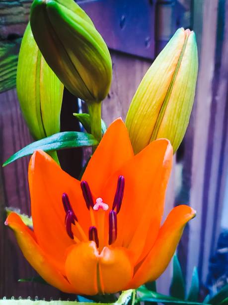 Orange Day Lilly in Bloom Flower hemerocallidoideae stock pictures, royalty-free photos & images