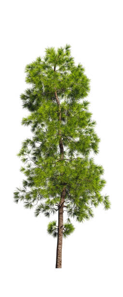 istock Evergreen tall coniferous pine tree on a white insulating background on high resolution. 3D stock illustration. 1227420318