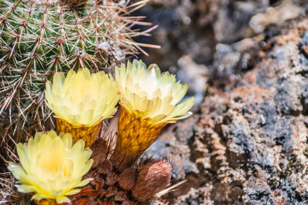 fermez-vous vers le haut des fleurs jaunes d’un cactus de hérisson (échinopsis) fleurissant dans un jardin en californie - cactus hedgehog cactus close up macro photos et images de collection