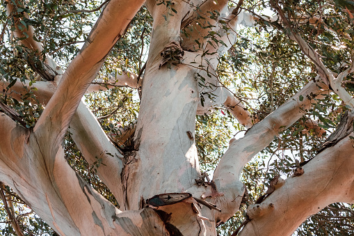 Close up of the large trunk of an eucalyptus tree and branches, growing in South San Francisco Bay Area, California; eucalyptus trees are native to Australia and are considered invasive in California