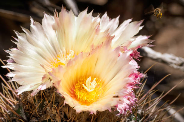 primer plano de cactus erizo (echinocereus) flores amarillas, california - cactus hedgehog cactus close up macro fotografías e imágenes de stock