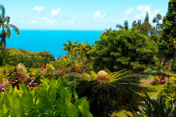 High perspective of the sea's horizon, partly covered by tropical trees and flowers, that pave the way of a hiking trail. The plants are green and fresh, covered with a lush foliage. The sky is a deep blue, just like the water on this sunny day in Maui.