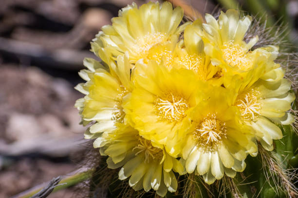 fermez-vous vers le haut des fleurs jaunes de cactus de hérisson (echinocereus), californie - cactus hedgehog cactus close up macro photos et images de collection