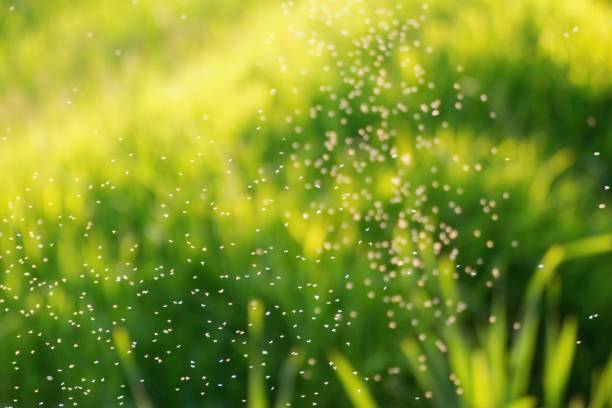 istock Mosquitos swarm flying in sunset light 1227421800