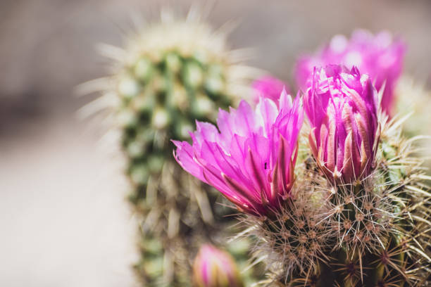 fermez-vous vers le haut des fleurs de magenta de cactus de hérisson (echinocereus), californie - cactus hedgehog cactus close up macro photos et images de collection