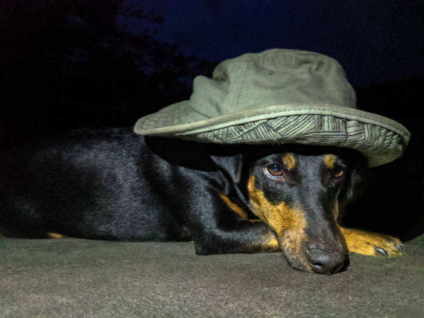 istock A dog in a summer hat is sad and thinks about good days. 1227421820