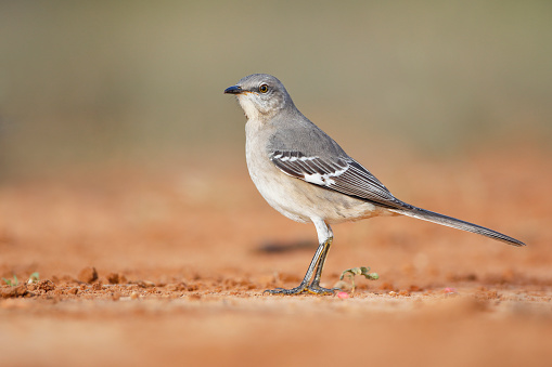 Northern Mockingbird (Mimus polyglottos), South Texas, USA