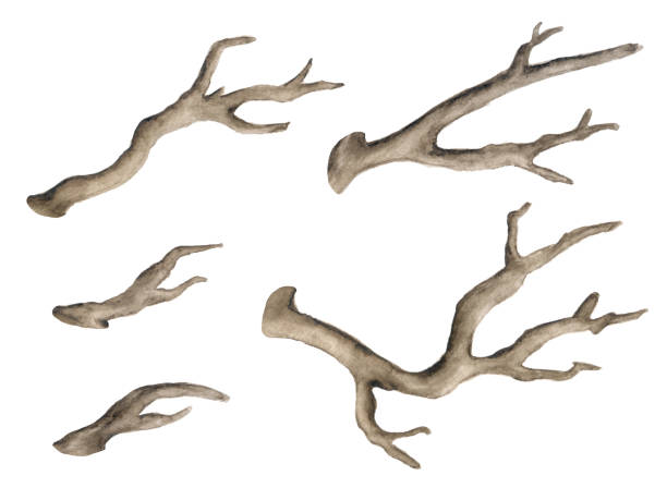 akwarelowe suche gałęzie drzew - driftwood stock illustrations