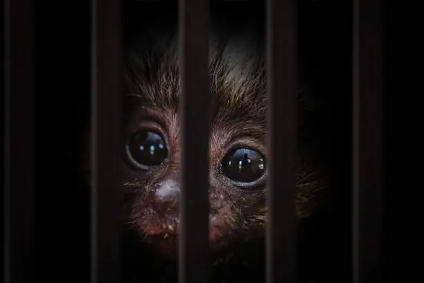 Photomontage of young monkey inside a wooden cage