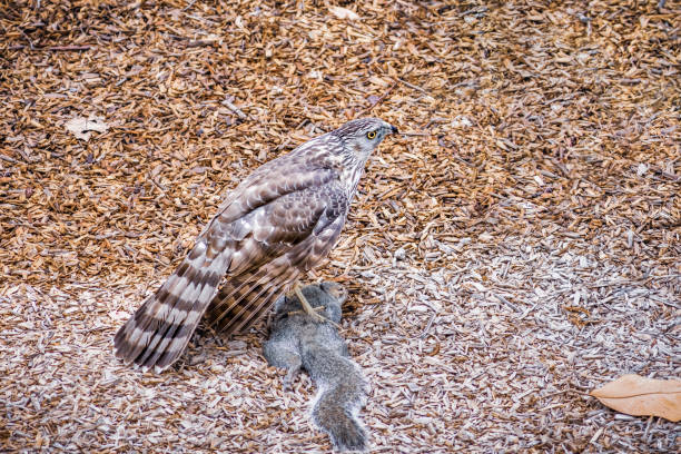 Cooper's Hawk (Accipiter cooperii) standing on a freshly caught tree squirrel; San Francisco Bay Area, California;