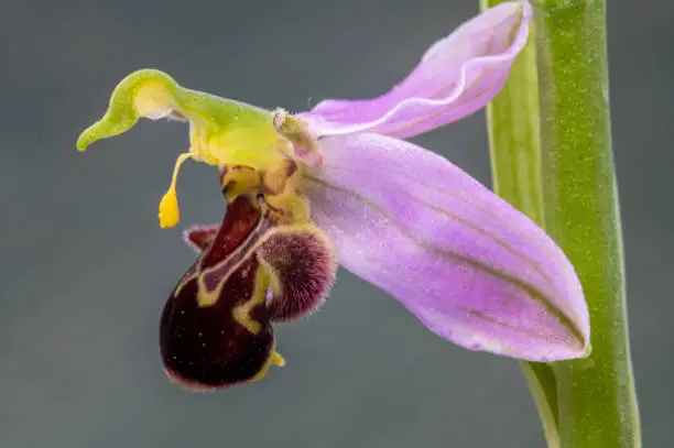 Photo of Lateral view of a Bee orchid wild flower, ophrys apifera