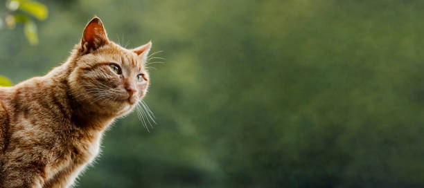 Adorable orange kitten with blue eyes looking out through a square window in a red wooden wall. Cute domestic cat with a curious expression, perfect for concepts of home, pets, and curiosity.