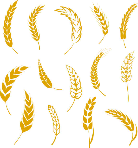 Set of simple wheats ears icons and grain design elements for beer, organic wheats local farm fresh food, bakery themed wheat design, grain, beer elements, wheat simple. Vector illustration Set of simple wheats ears icons and grain design elements for beer, organic wheats local farm fresh food, bakery themed wheat design, grain, beer elements, wheat simple. Vector illustration eps10 wheat backgrounds stock illustrations
