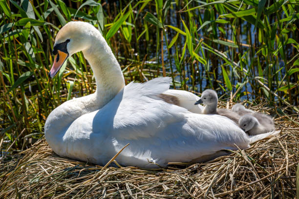 istock A Swan and Cygnets 1227425990