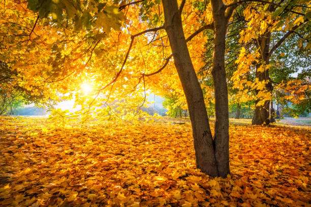 istock Rays of the sun through golden autumn maple leaves 1227426558