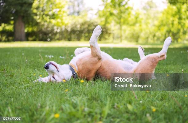 Lustige Beagle Tricolor Hund Liegen Oder Schlafen Pfoten Auf Der Wirbelsäule Auf Dem Stadtpark Grünen Gras Genießen Das Leben Am Sonnigen Sommertag Sorglose Haustiere Leben Konzept Bild Stockfoto und mehr Bilder von Hund