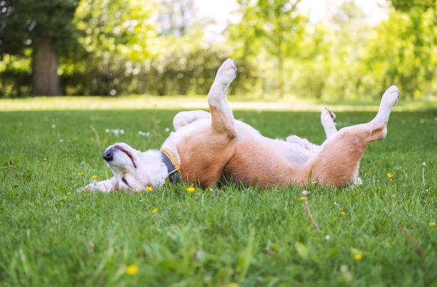 有趣的小獵犬三色狗躺在或睡爪在城市公園的綠草享受在陽光明媚的夏天的生活脊柱上。粗心的寵物生活概念形象。 - 狗 個照片及圖片檔