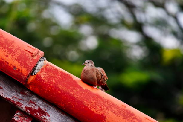 istock a Common Ground-Dove bird perched on a red-tiled eave. 1227427277