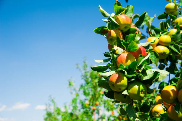 istock Apples grows on a branch among the green foliage 1227428355