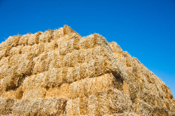 istock Storage with piles of stacks of hay 1227428372