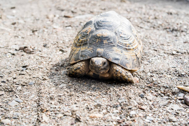 istock Free dwelling turtle in southern Spain 1227428649