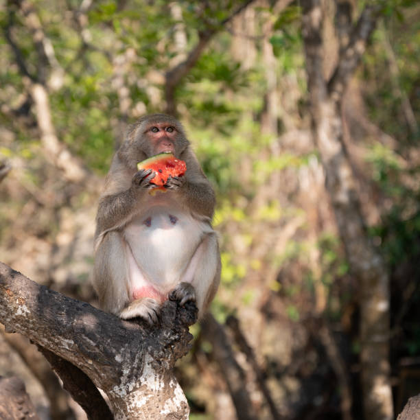 istock Macaque on the Beach, Monkey island, Lan Ha bay, Vietnam 1227428662