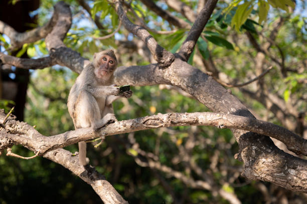 istock Macaque on the Beach, Monkey island, Lan Ha bay, Vietnam 1227428665