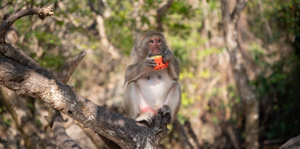 istock Macaque on the Beach, Monkey island, Lan Ha bay, Vietnam 1227428666