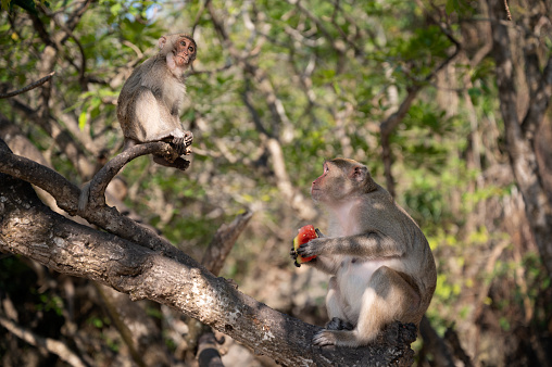 Two macaque monkeys are sitting on the tree, the young is watching the old one who is eating melon