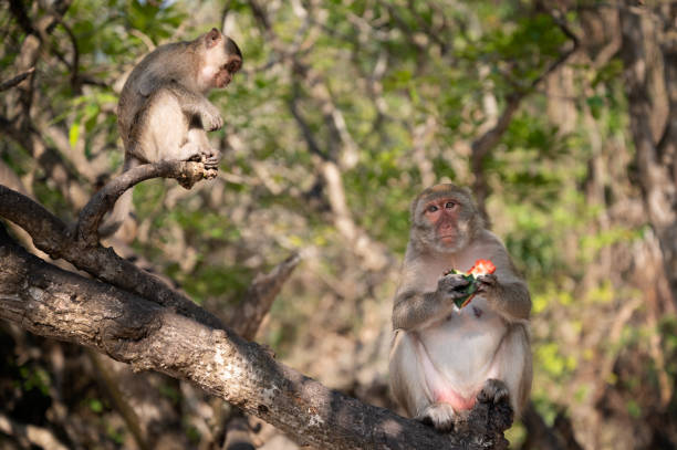 istock Macaque on the Beach, Monkey island, Lan Ha bay, Vietnam 1227428680